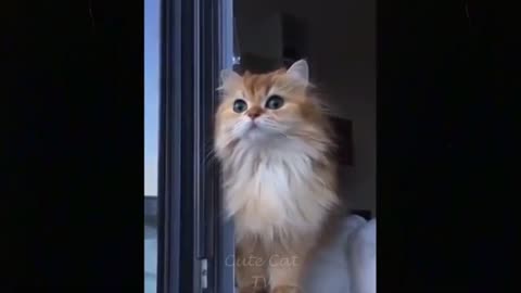 Funny cat video