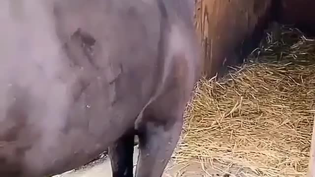 Arabian horse breeding