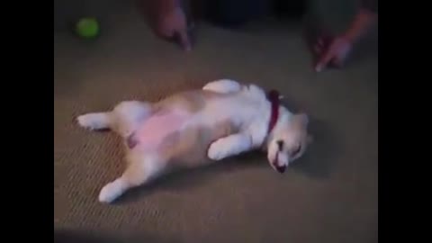 Cute dog sleeping