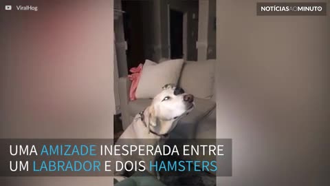 Labrador faz amizade inesperada com 2 hamsters