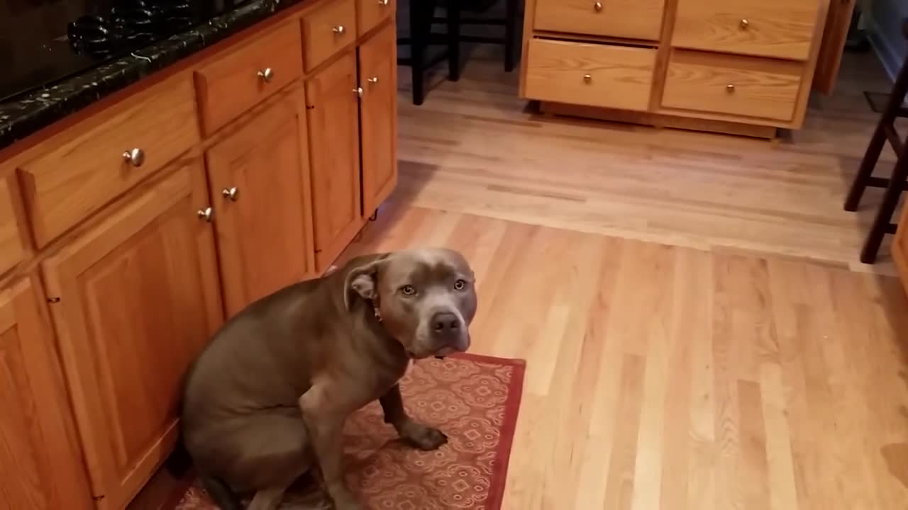 Dog feels guilty for destroying brand new slippers very cute