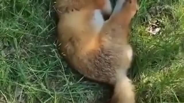 Fox sleep in the forest