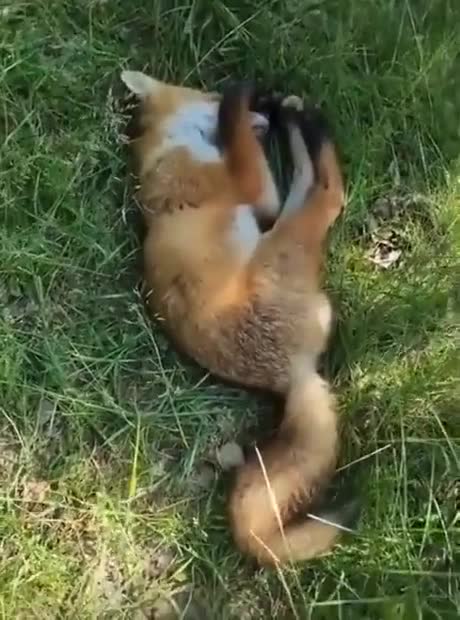 Fox sleep in the forest