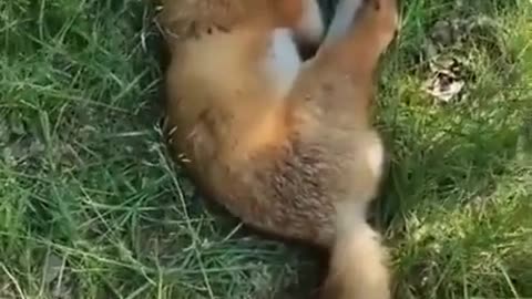 Fox sleep in the forest