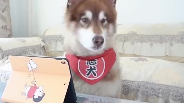 Smart dog
