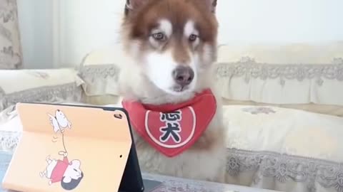Smart dog