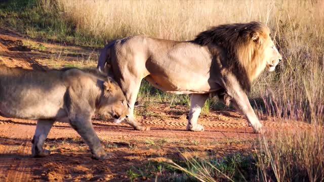 Best video of lion vs lioness