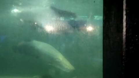 Fish tank/Arapaima 🎏 🎏 🎏 🎏