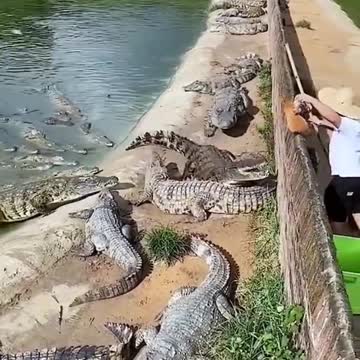 😎😎_What_?_Animal