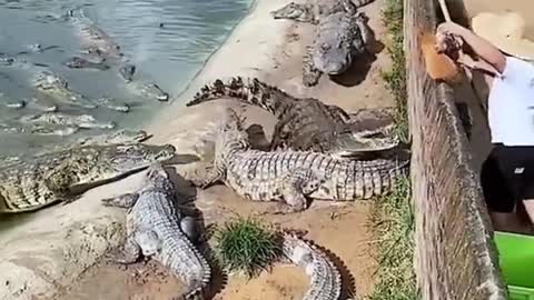 😎😎_What_?_Animal