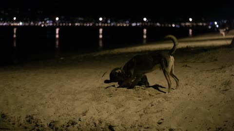 Three puppies playing on the beach