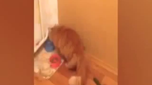 Cat vs Cucumber Compilation - funny cat videos