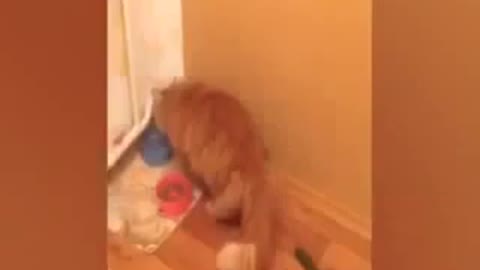 Cat vs Cucumber Compilation - funny cat videos