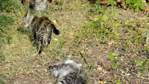 Slowmo Fighting cats together