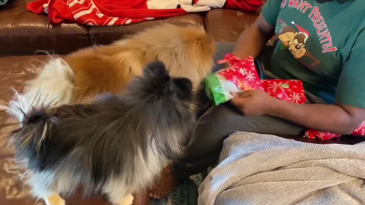 Pomeranian Christmas