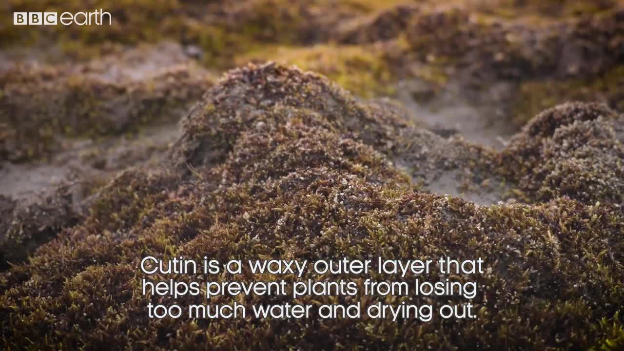Forget Everything You Know About Fruit | From Plant To Planet with Nellie Nilsen | BBC Earth