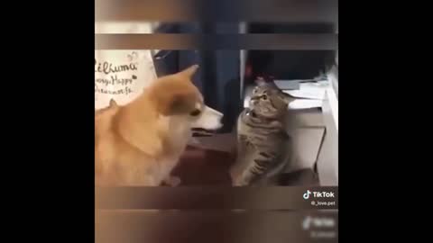 Two pets owner facing probllems in 80 seconds.🤣🤣🤣🤣.