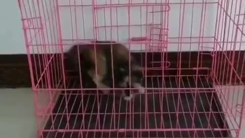 I Am Agent cat 007 Escape Plan, Prison break