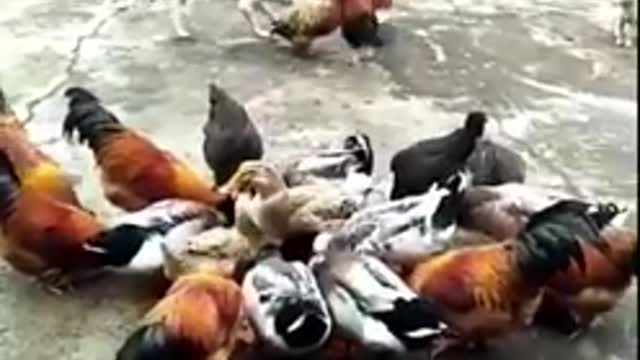 Dog VS Chicken Fight - Funny Dog Fight chicken Videos