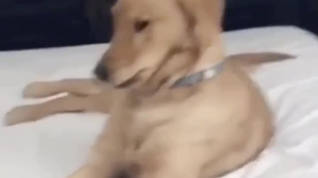 when your dog Dances better than you !