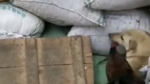 Dog vs chicken very funny