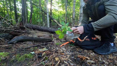 🏃‍♀️☀️ Morning Summer Run In The Forest 🌴🍁 Collecting Samples For The Lab 🔬☀️ Somewhere In Canada 🌴🌳