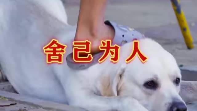 DOG SAVE BLIND MAN LIFE