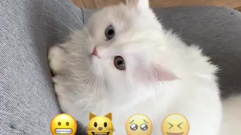 My White cat reaction