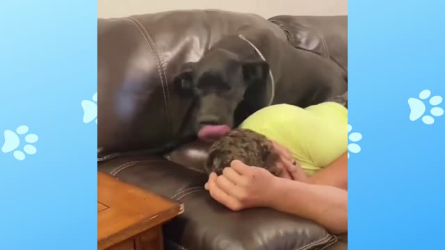 Don't want to leave the owner alone on the sofa