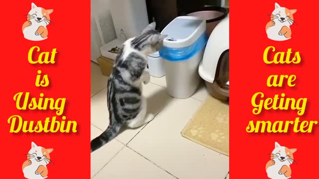 Try not to Laugh 🤣😂🤣 | Cats video