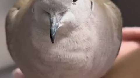 Beautiful bird 🐦 trending video