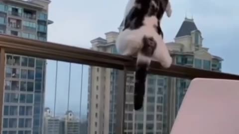 Suicidal Cat