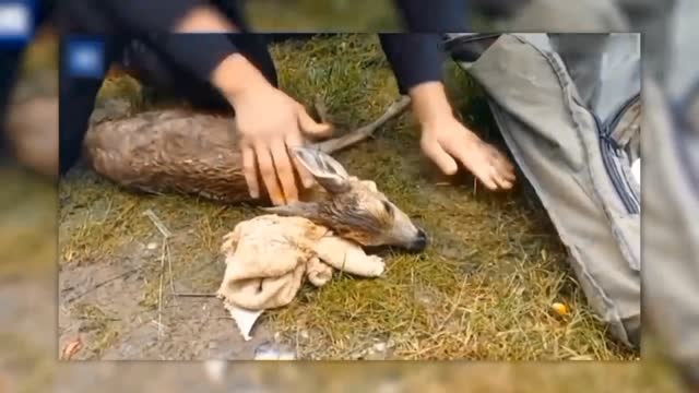 He Saves Young Deer From Drowning..