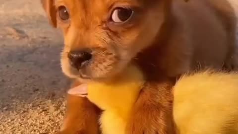 Friends or Best Friends