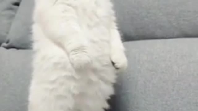 Cat wow dancing