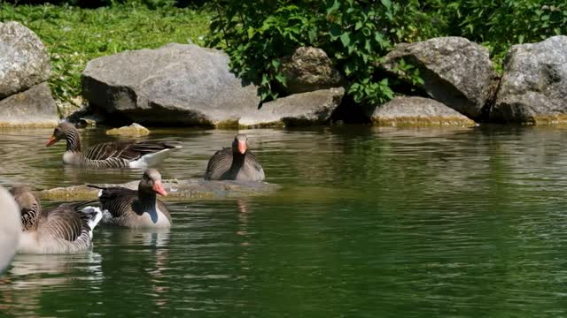 Friendly Duck