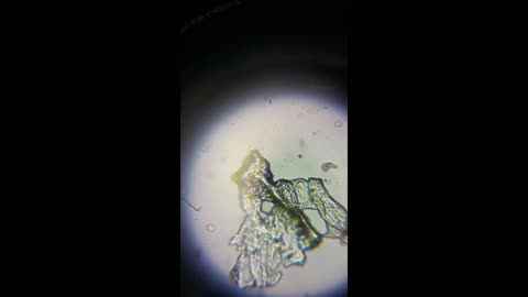 PCR swab in salive