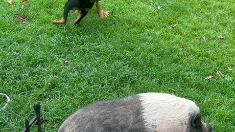 Rottweiler wants to play with the pig