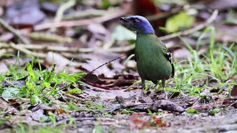 Mother green wide-billed thrushes foraging