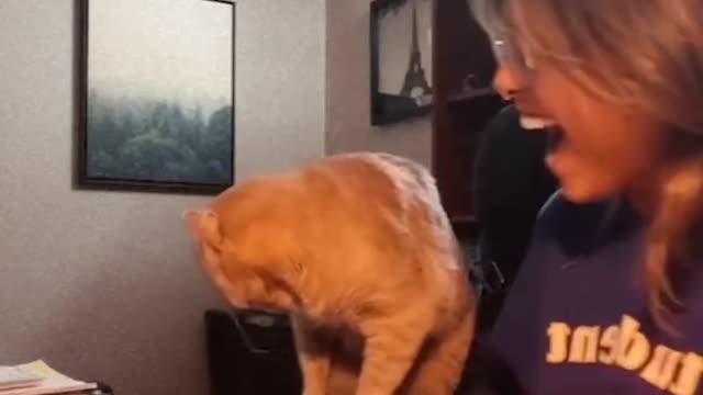 cute kitten
