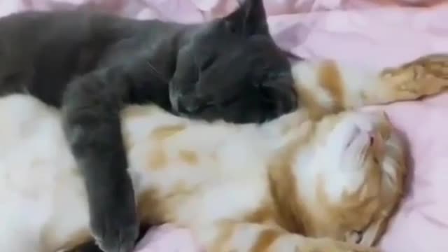 Two cat Animal4World