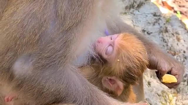 mother monkey eats eggs!