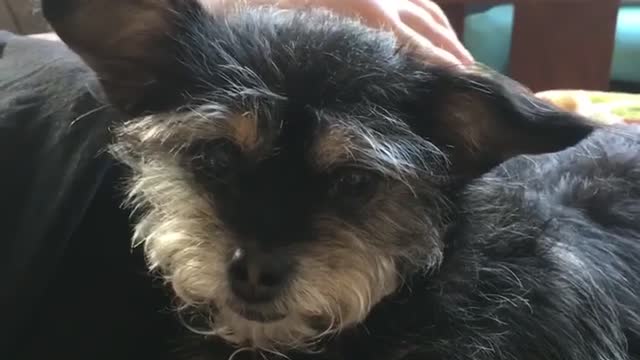 GRATEFUL FOR FUR FAMILY!