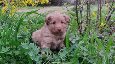 Puppy In the Field - Full HD