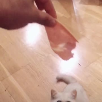 Baby Cats - Cute and Funny Cat Videos Compilation #3 ||