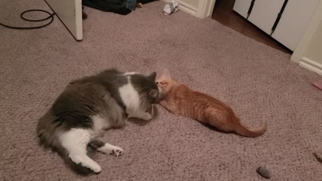 Feline Brotherly Love