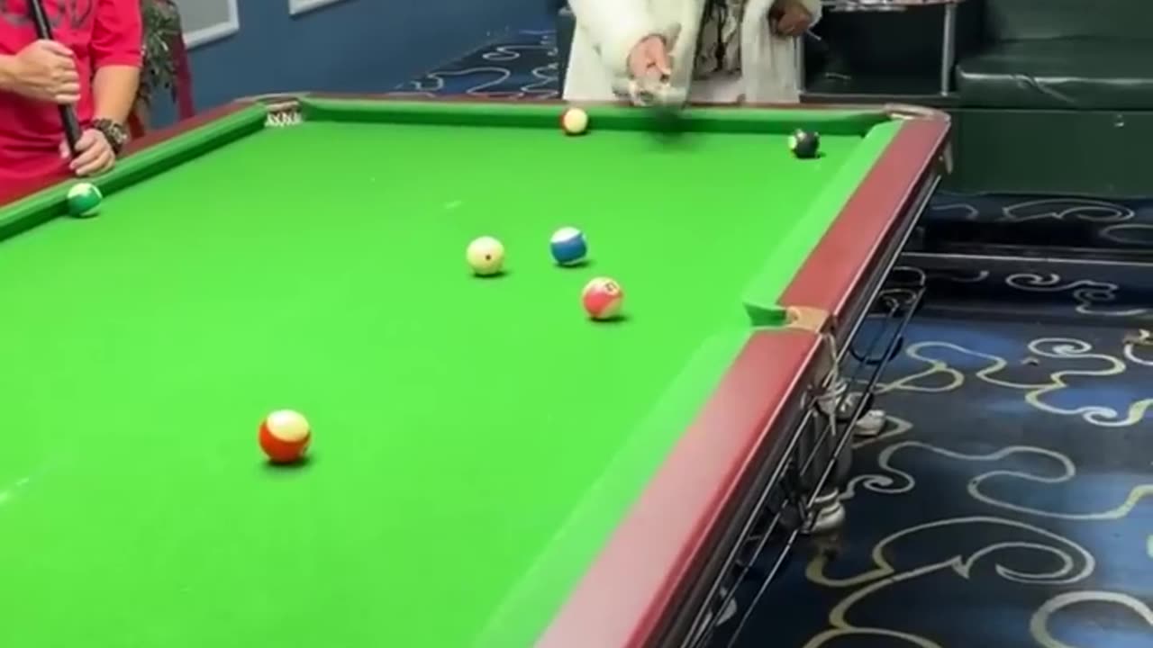 Funny Video Billiards million views | p288