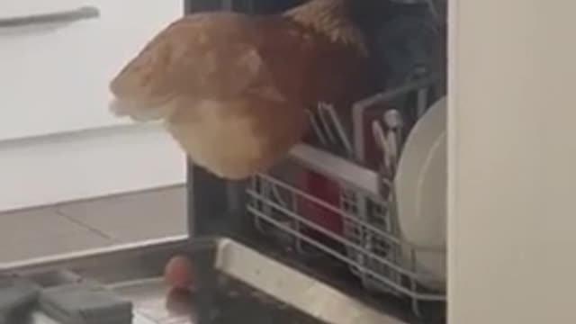 Watch this chicken breaking into someones house and lay eggs