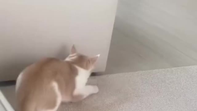 The kitten and the child were startled by the funny situation