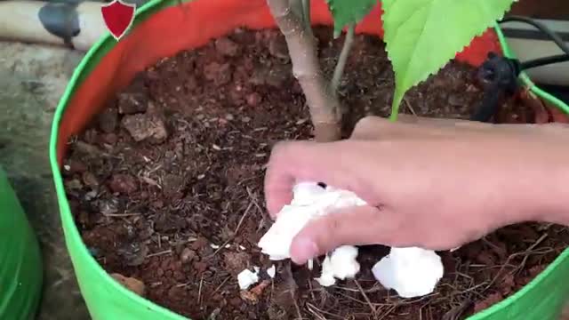 MAGIC OF EGG-SHELLS IN GARDEN | HOW TO USE EGGSHELLS FOR PLANTS?